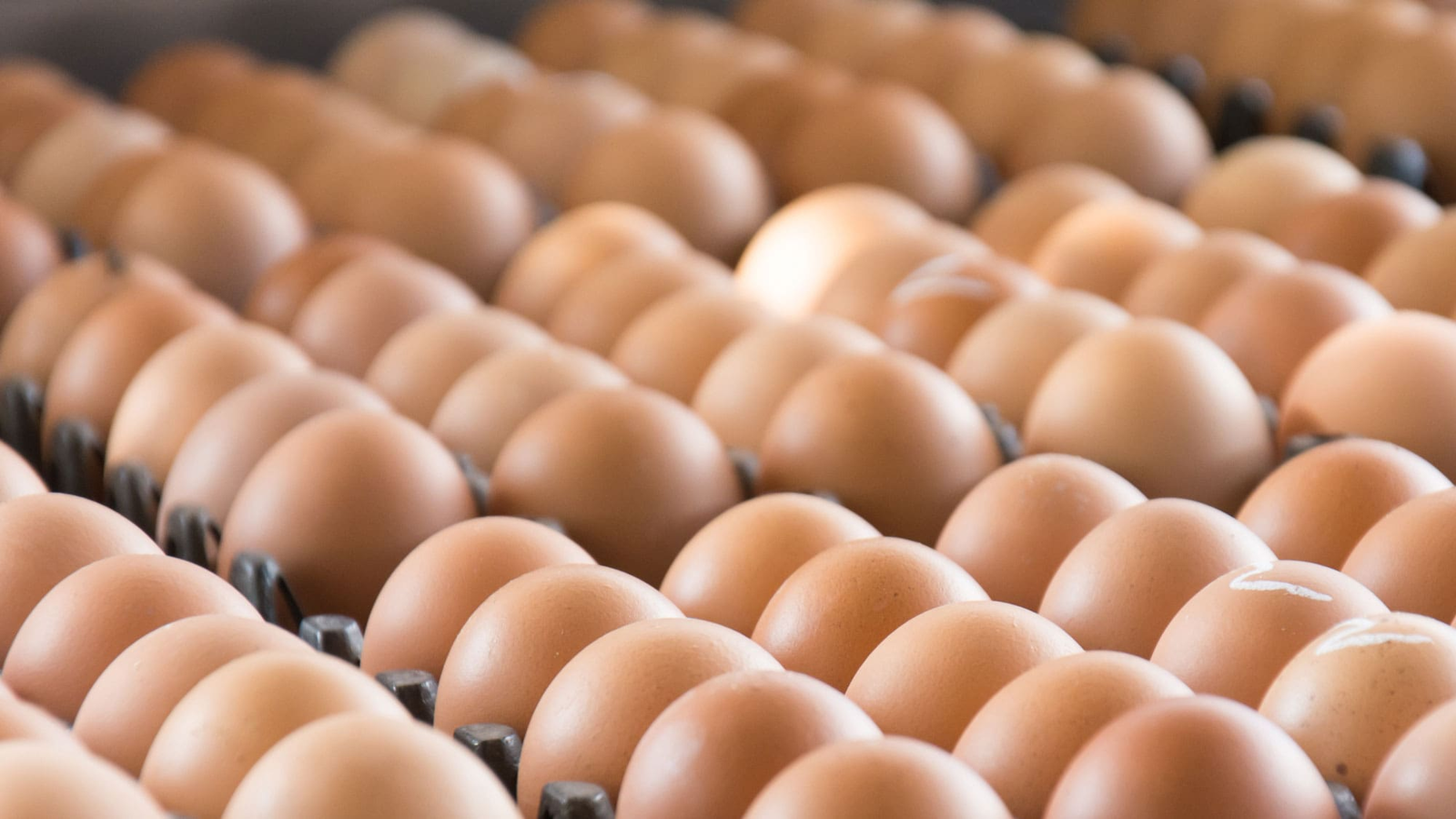 Free Range Eggs - Fresh and Healthy